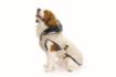 BOMBER FODERATO BEIGE PER CANI  FASHIONDOG 138 